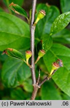 Calycanthus fertilis (kielichowiec plenny)