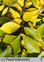 Calycanthus fertilis (kielichowiec plenny)