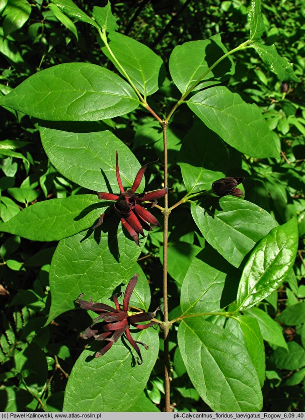 Calycanthus floridus var. glaucus