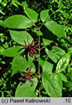 Calycanthus floridus var. glaucus