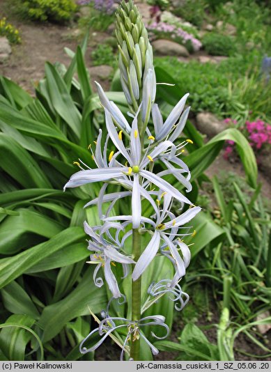 Camassia cusickii (kamasja Cusicka)