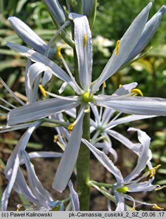 Camassia cusickii (kamasja Cusicka)