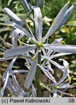 Camassia cusickii (kamasja Cusicka)