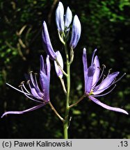 Camassia quamash (kamasja jadalna)