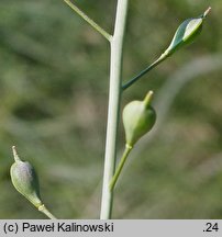 Camelina rumelica (lnicznik rumelijski)