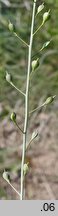 Camelina rumelica (lnicznik rumelijski)