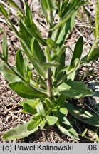 Camelina rumelica (lnicznik rumelijski)