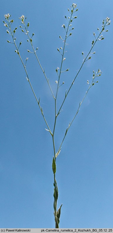 Camelina rumelica (lnicznik rumelijski)