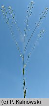 Camelina rumelica (lnicznik rumelijski)