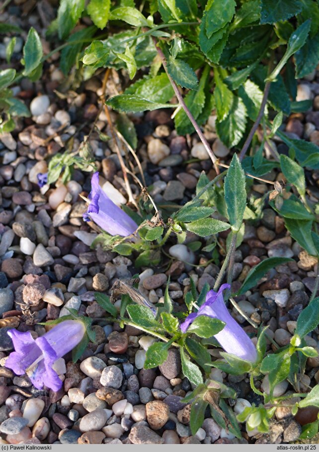 Campanula carpatha