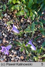 Campanula carpatha