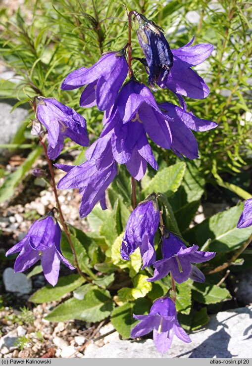 Campanula collina