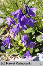 Campanula collina