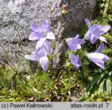 Campanula patula ssp. epigaea