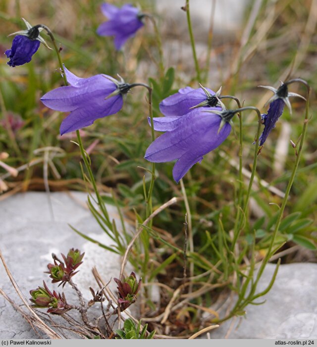 Campanula jordanovii