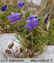 Campanula jordanovii