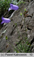 Campanula jordanovii