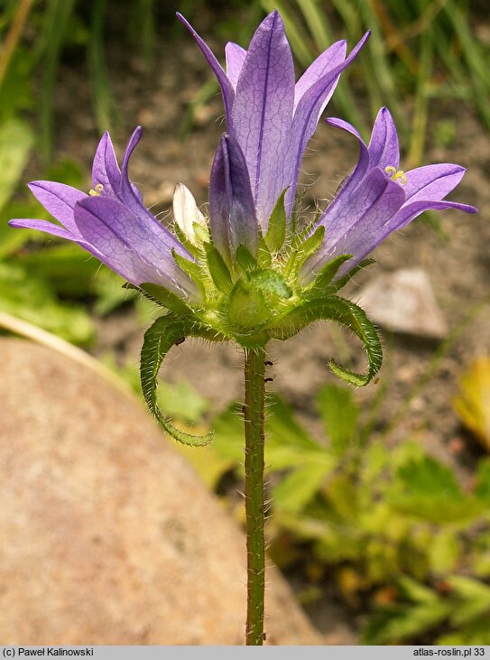 Campanula lingulata