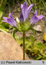 Campanula lingulata