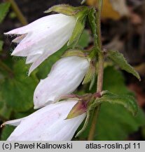 Campanula alliariifolia (dzwonek czosnaczkowaty)