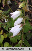 Campanula alliariifolia (dzwonek czosnaczkowaty)