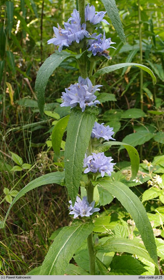 Campanula moesiaca