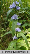 Campanula moesiaca