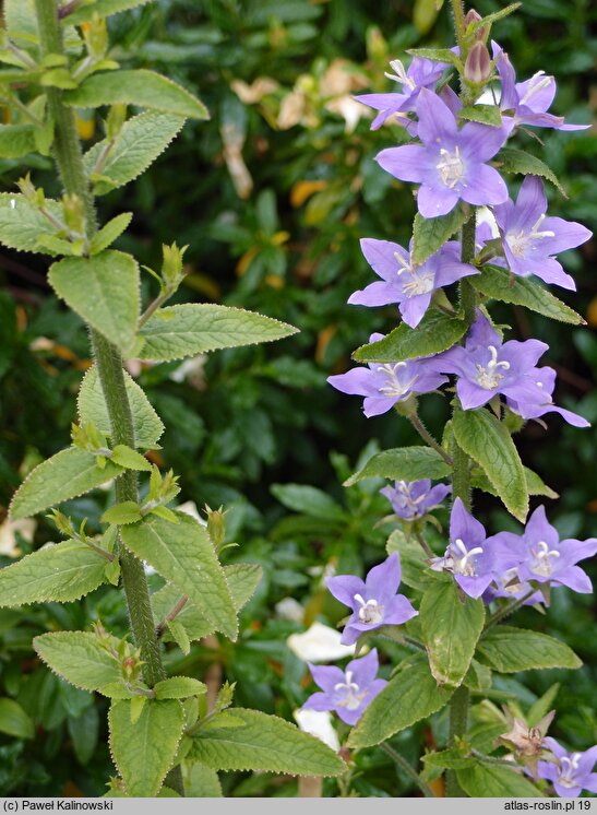 Campanula primulifolia