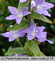 Campanula primulifolia