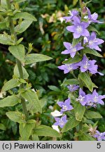 Campanula primulifolia