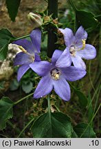 Campanula pyramidalis (dzwonek piramidalny)