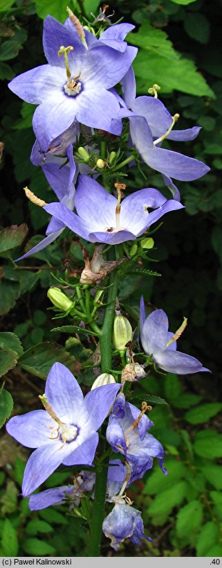 Campanula pyramidalis (dzwonek piramidalny)