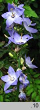 Campanula pyramidalis (dzwonek piramidalny)