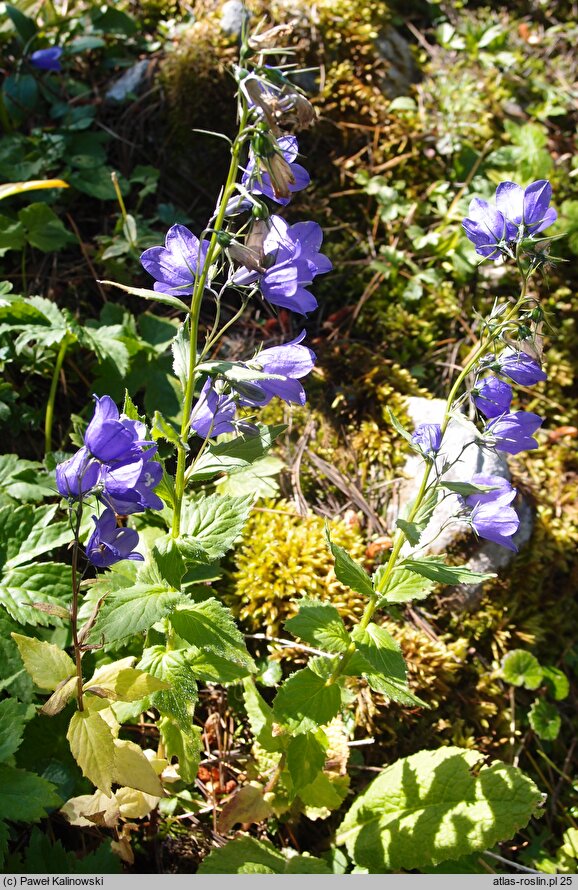 Campanula rhomboidalis