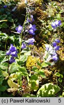 Campanula rhomboidalis