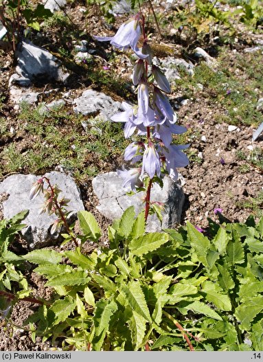 Campanula sarmatica (dzwonek sarmacki)