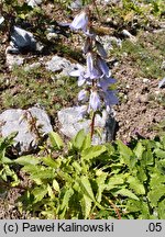 Campanula sarmatica (dzwonek sarmacki)