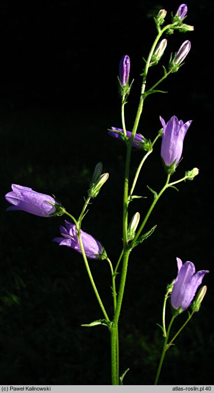 Campanula sibirica ssp. divergens