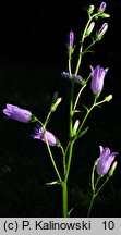 Campanula sibirica ssp. divergens