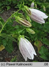 Campanula takesimana (dzwonek koreański)