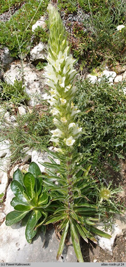 Campanula thyrsoides ssp. carniolica