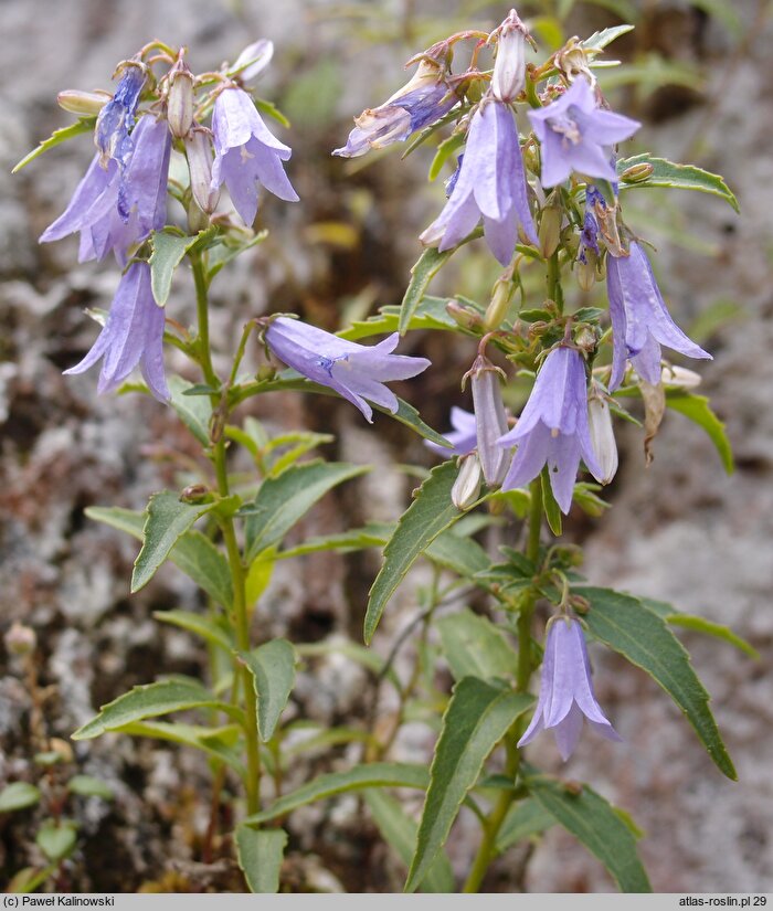 Campanula tommasiniana (dzwonek Tommasiniego)