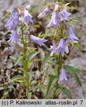 Campanula tommasiniana (dzwonek Tommasiniego)