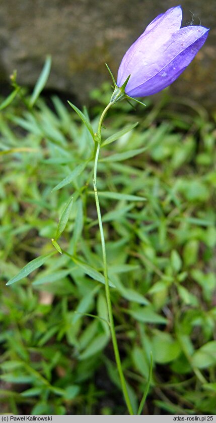 Campanula trojanensis