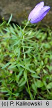 Campanula trojanensis