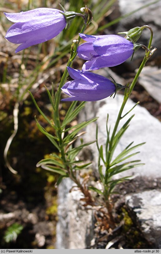 Campanula velebitica