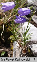 Campanula velebitica