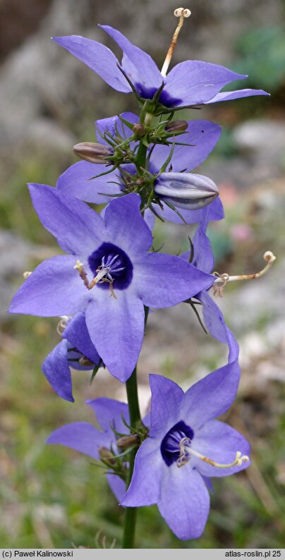 Campanula versicolor