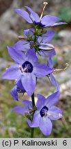 Campanula versicolor