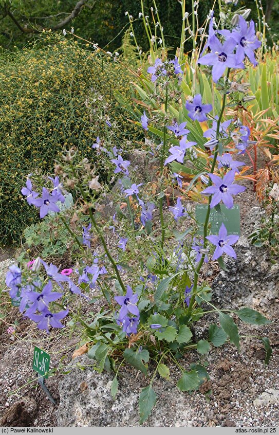 Campanula versicolor